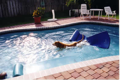 simba swims in the pool